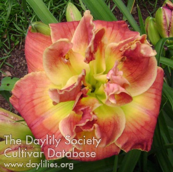 Daylily Chaotic Tranquility